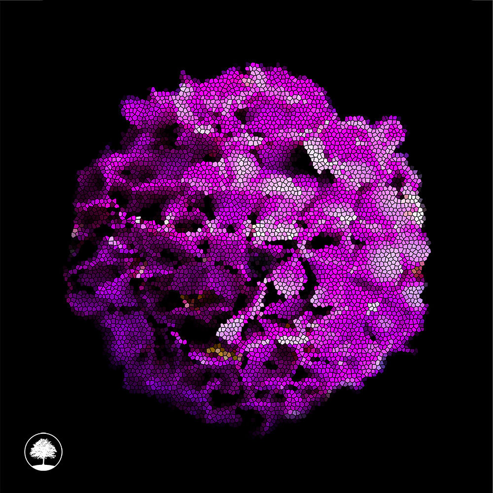 A Tree On A Hill | Purple Hydrangea